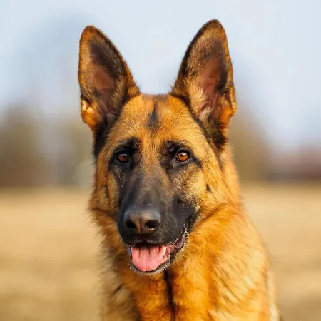 Hébergement de vacances Clos Du Bannet Family Escape Givonne